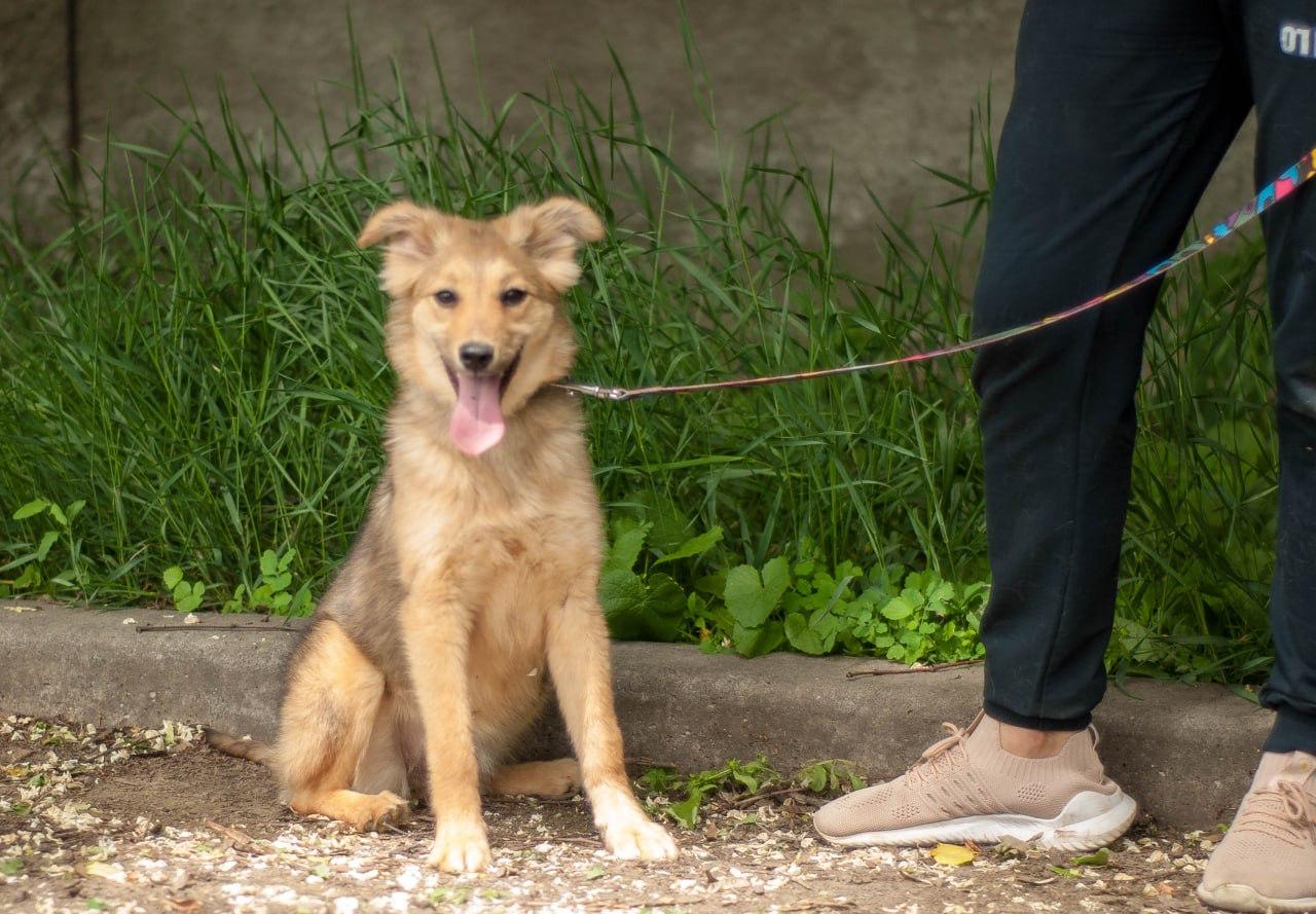 Chiens à adopter